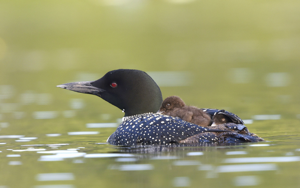 Atlantic Loon, Vermont (2967)