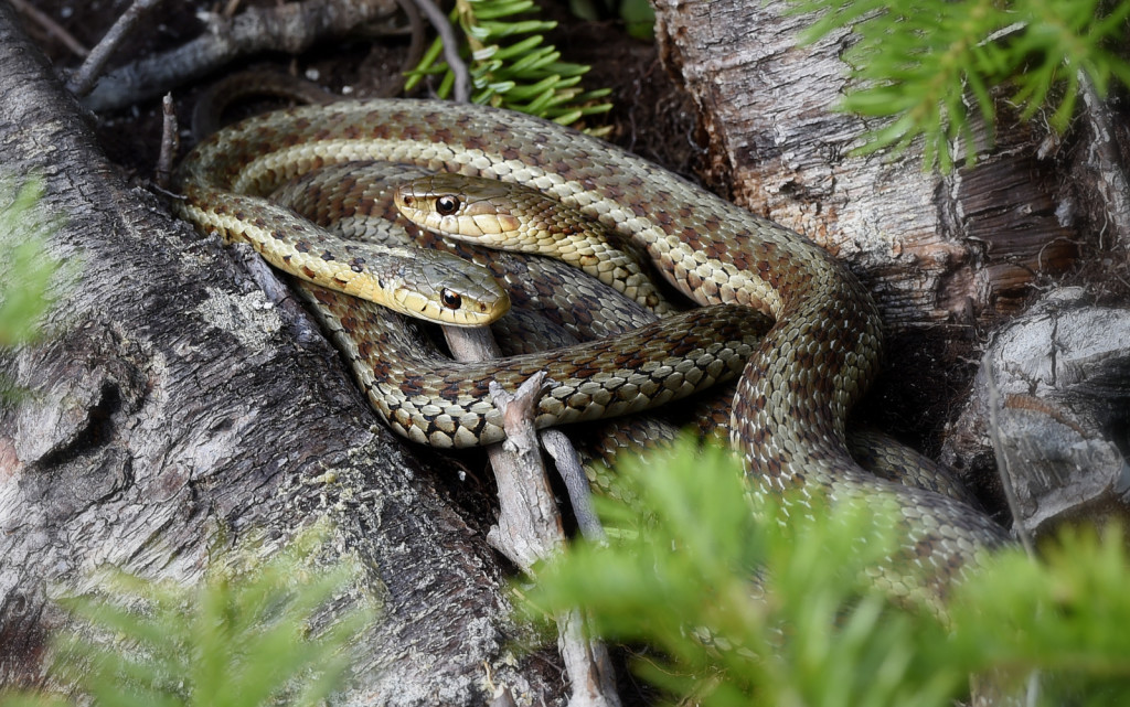 Common Garter Snake, Baxter State Park, Maine (4269)