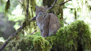 Bobcat, Hoh Rain Forest (4655)