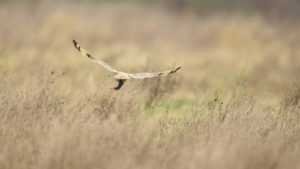 Short-eared owl, Washington State (9030)