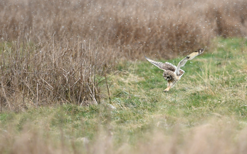 Short-eared owl, Washington State (1625)