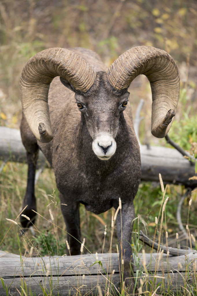 Bighorn Sheep, Yellowstone NP (5387)