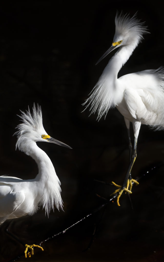 Snowy Egret, Ding Darling NWR (0241)