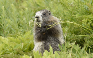 Hoary Marmot, Mt. Rainier (0432)