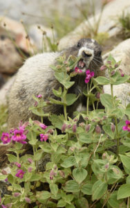 Hoary Marmot, Mt. Rainier (0607)