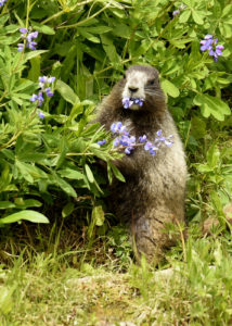 Hoary Marmot, Mt. Rainier (1069)