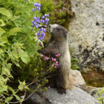 Hoary Marmot (0823)
