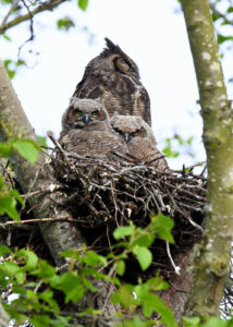 Great Horned Owl (3155)