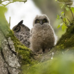 Great Horned Owl (0854)