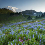 Lupine Meadow (1366)