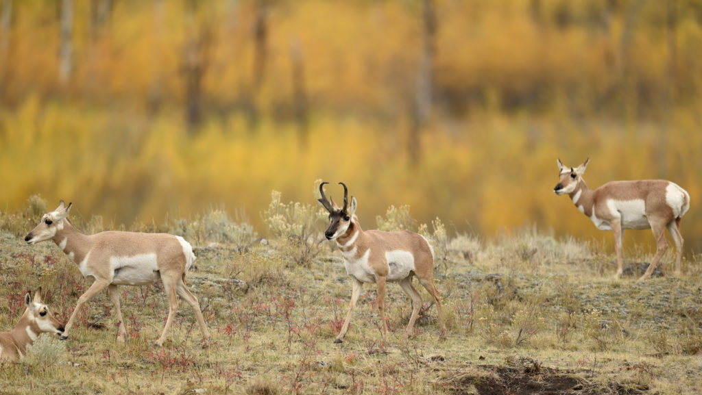 Pronghorn, Yellowstone NP (9391)