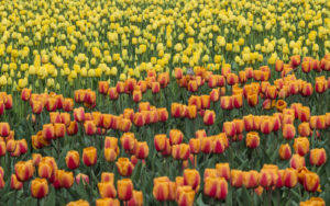 Tulips, Washington (2032)