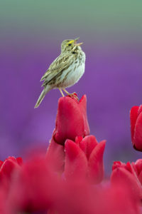 Savannah Sparrow, Washington (2356)