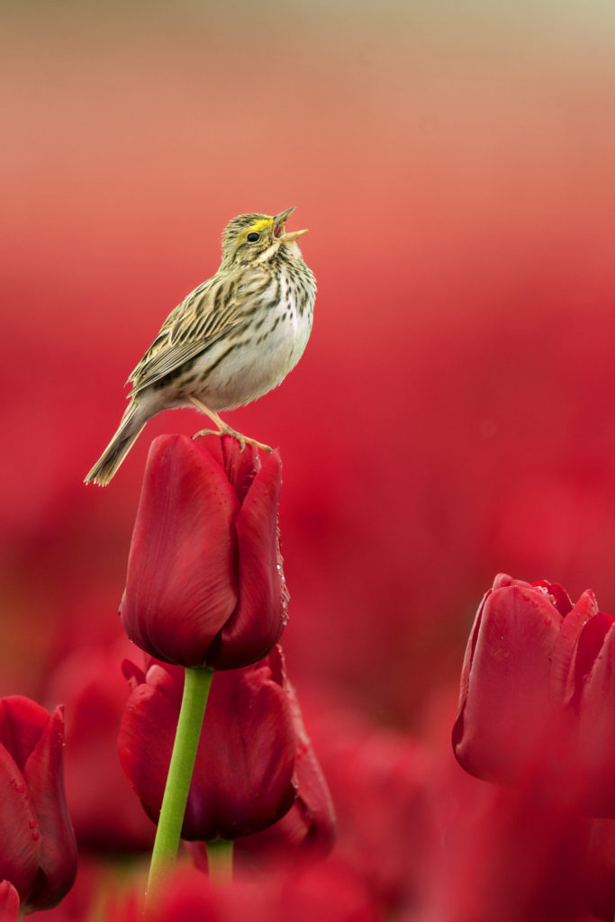 Savannah Sparrow, Washington (2852)