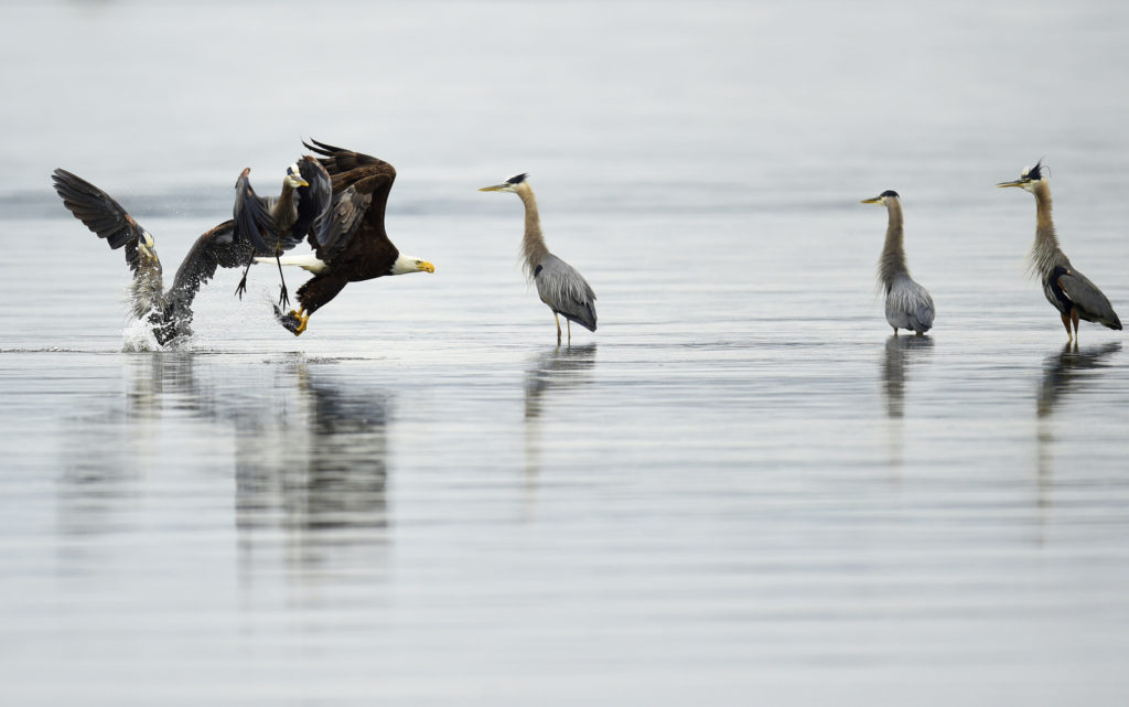 Bald Eagle, Seabeck-WA (3429)