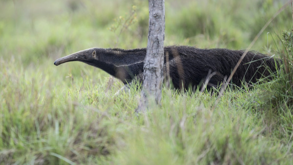 Giant Anteater, Pantanal - Brazil (4477)