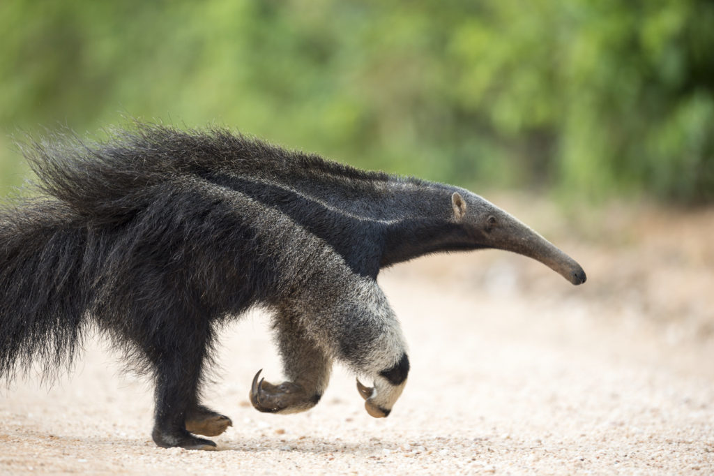 Giant Anteater, Pantanal-Brazil (4599)