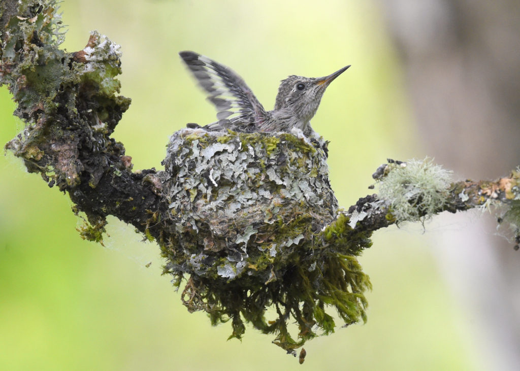 Anna's Hummingbird, Washington (3584)