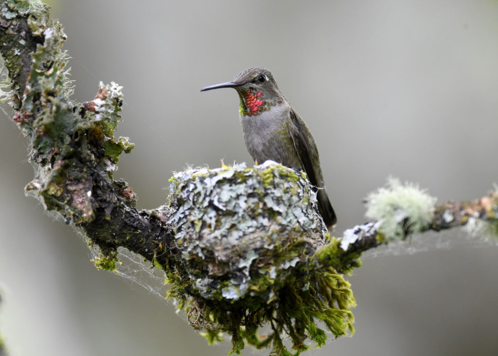 Anna's Hummingbird, Washington (7770)