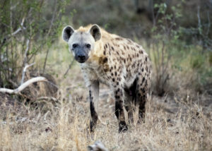 Hyena, Kruger NP (1877)