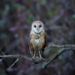 Common Barn Owl, Washington (6997)