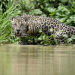Jaguar, Pantanal-Brazil (0578