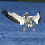 American White Pelican, Ding Darling (5446)