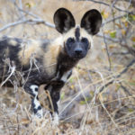 Wild Dog, Kruger NP, South Africa (9515)