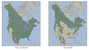 Black Bear Range Map