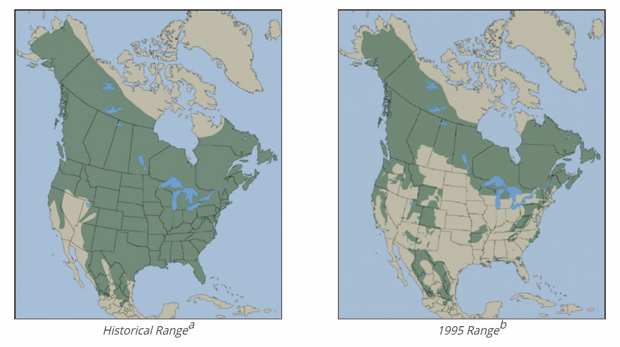 Black Bear Habitat Map