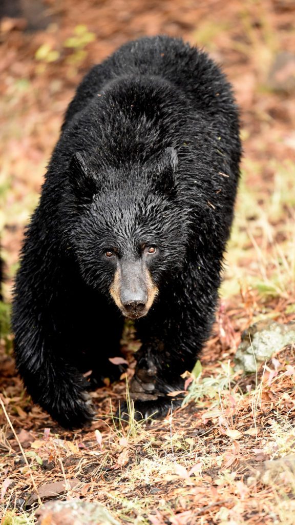 Black Bear - Yellowstone (6831)