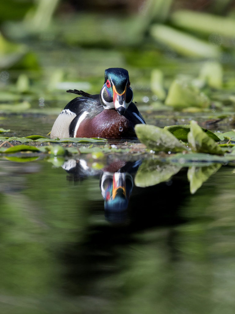 Wood Duck (5525)