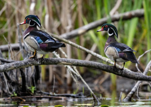 Wood Duck (7422)