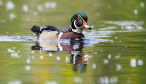 Wood Duck (6205)