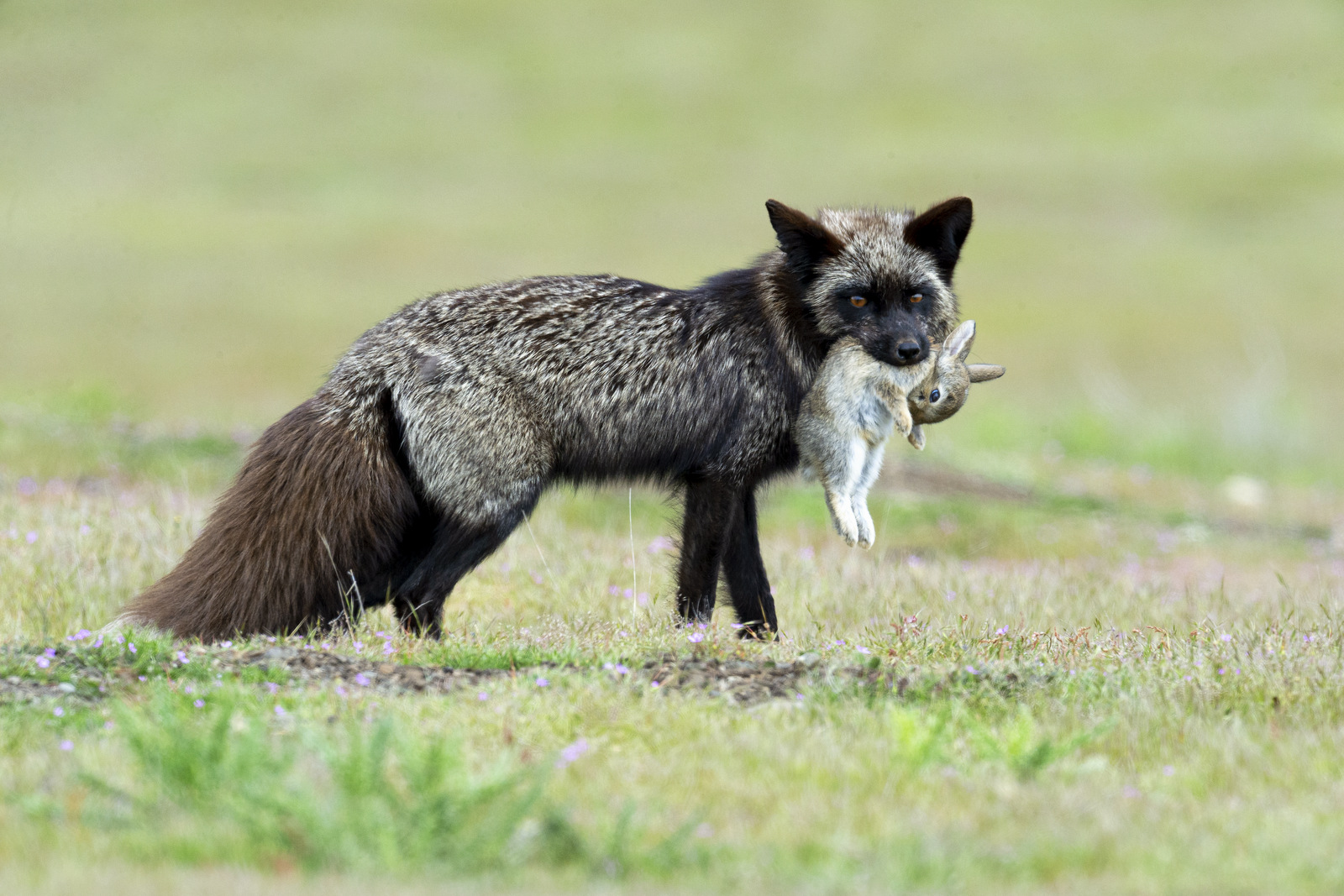 Серебристо-черная лисица. Hansa черная лиса. Лиса вид спереди. Как называют черную лису. Us fox