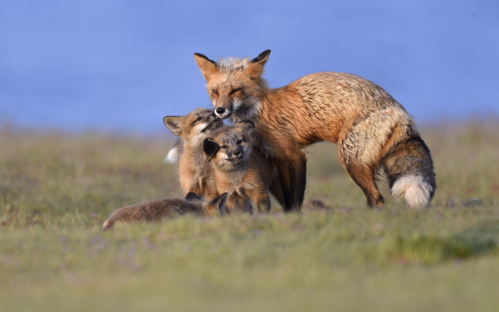 Red Fox with Kits (5664)