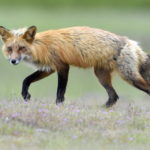 Red Fox (0606)