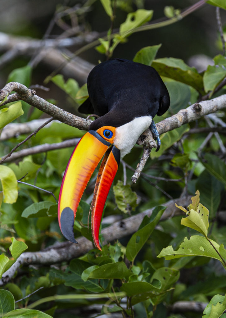 Toco Toucan, Pantanal-Brazil (7599)