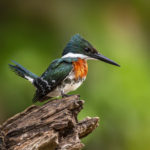 Green Kingfisher, Pantanal (1059)