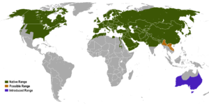 Red Fox Range Map