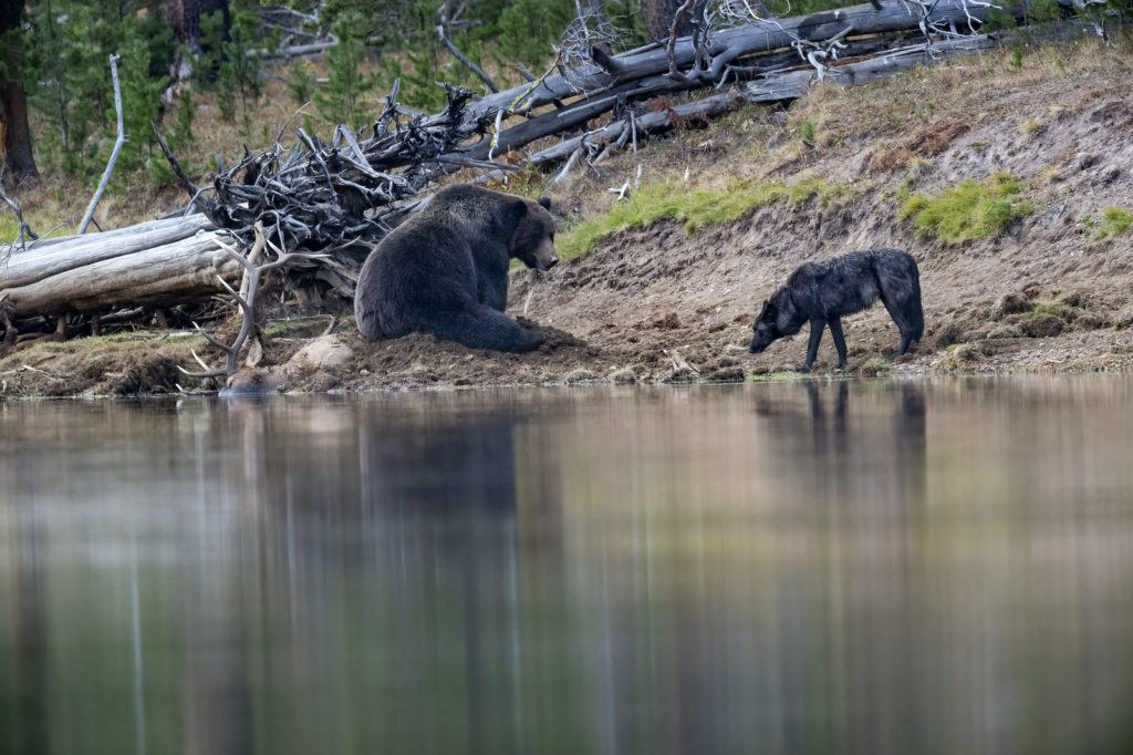 Grizzly Bear with Elk and Wolf, Yellowstone NP (0963)