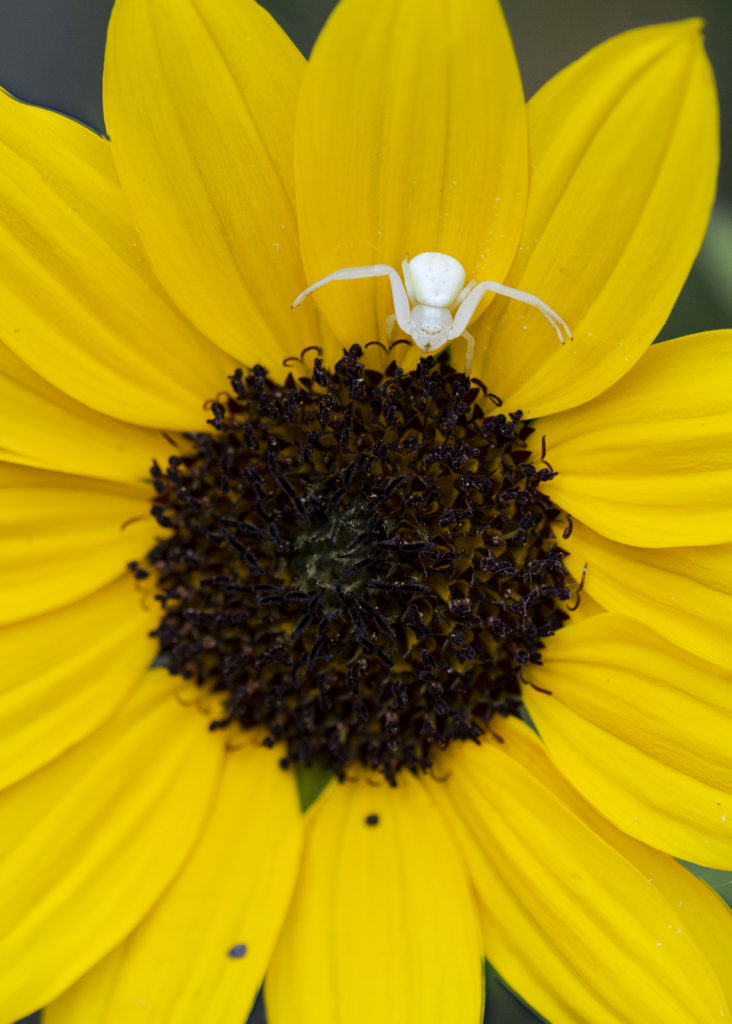 Goldenrod Crab Spider (293-297)