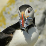 Atlantic Puffin, Maine (9044)