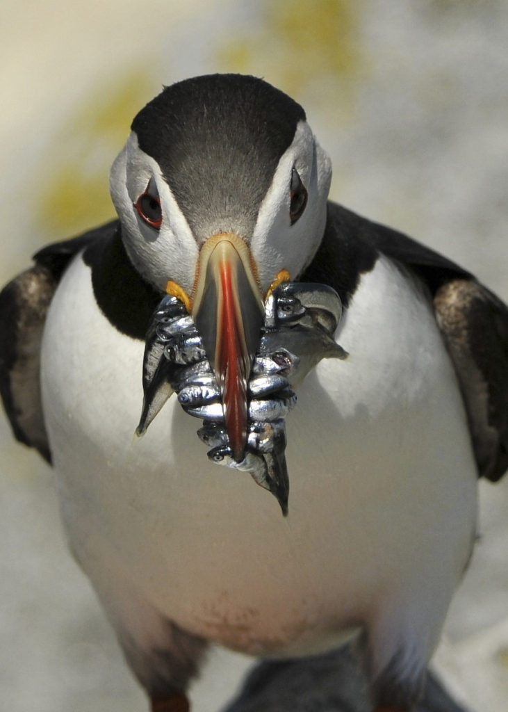 Atlantic Puffin, Maine (9046)