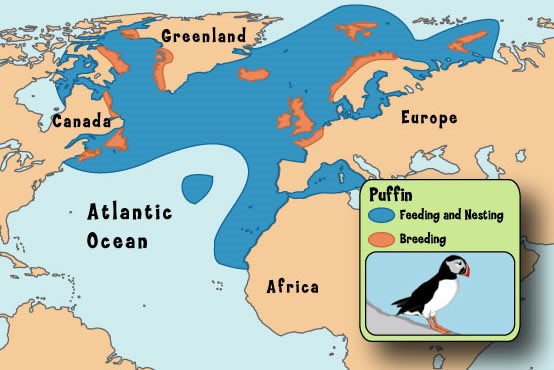Atlantic Puffin Habitat