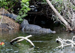 Alligator, Venice, Florida (3442)