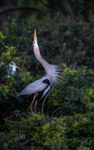 Great Blue Heron, Venice, Florida (1656))