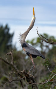 Great Blue Heron, Venice, Florida (3252)