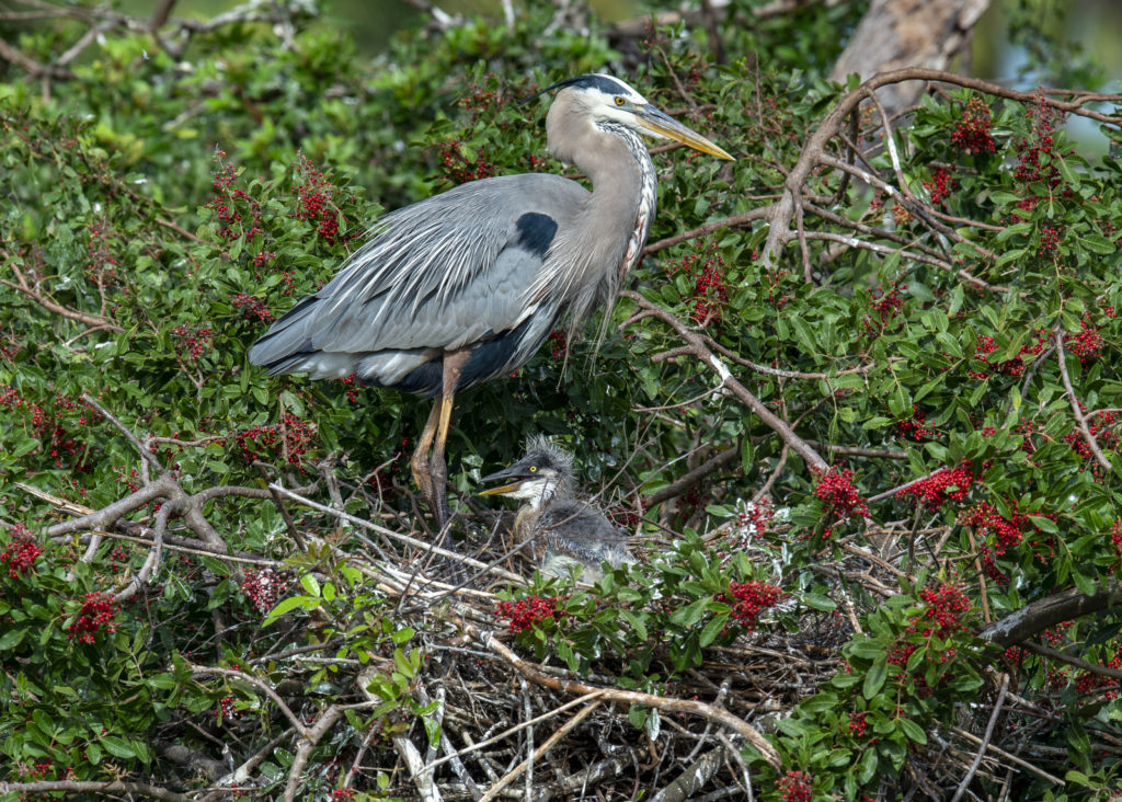 Great Blue Heron, Venice, Florida (3934)