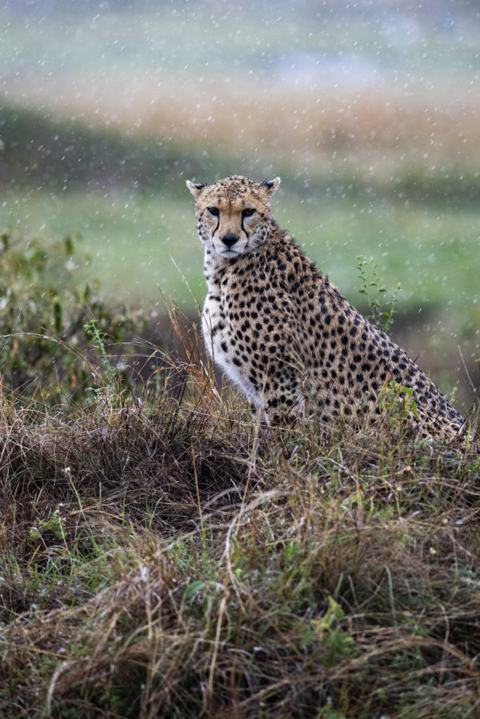 Cheetah, Masai Mara, Kenya (8582)